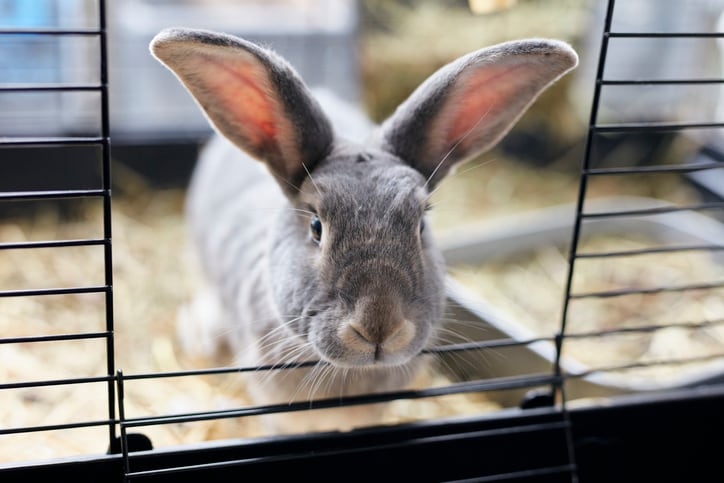 So you want to adopt a bunny rabbit? Here’s what you should know