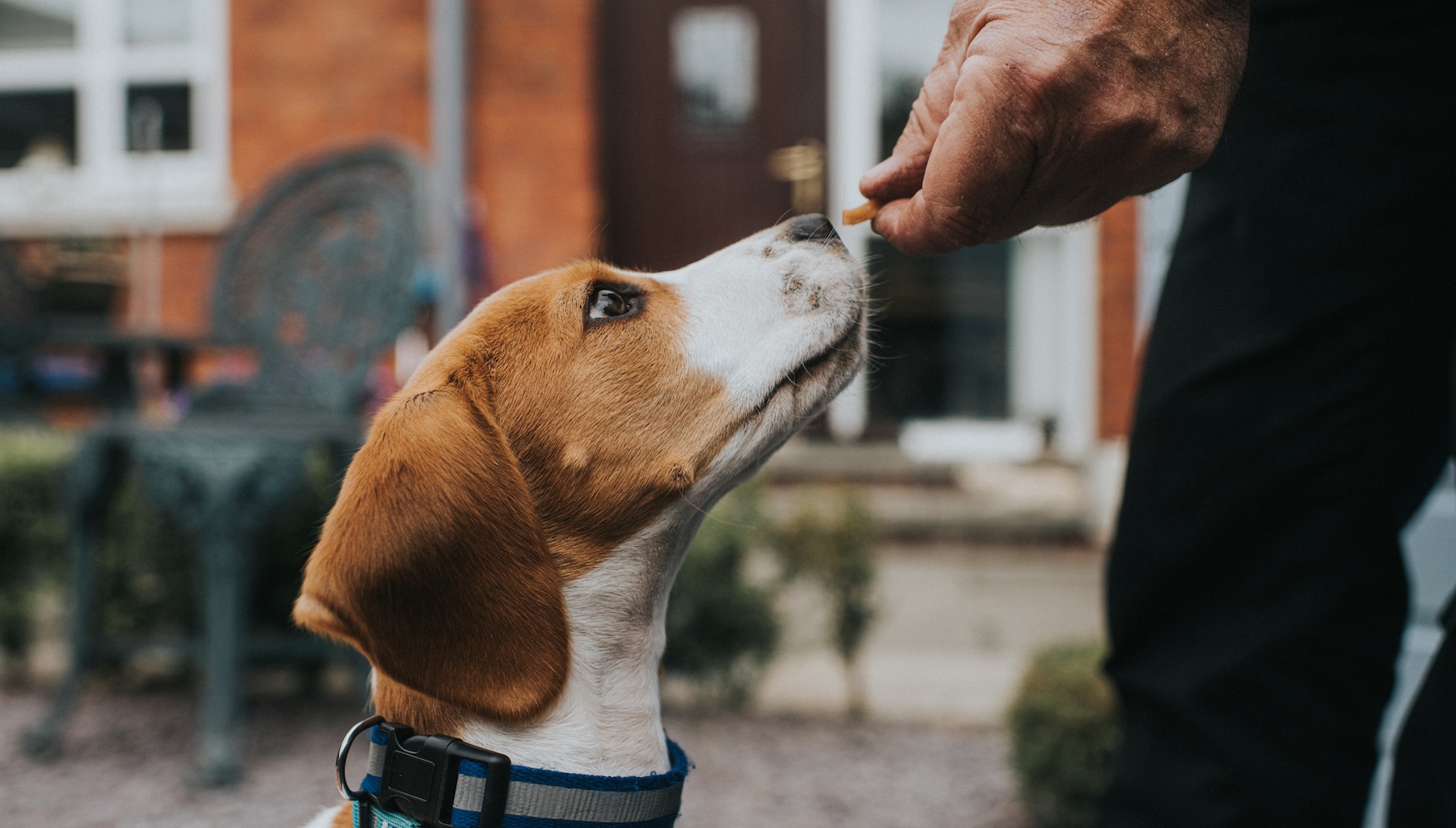 The perfect dog cheap