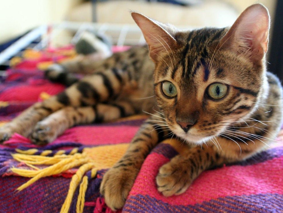 The Bengal cat is one of the top non-shedding cat breeds