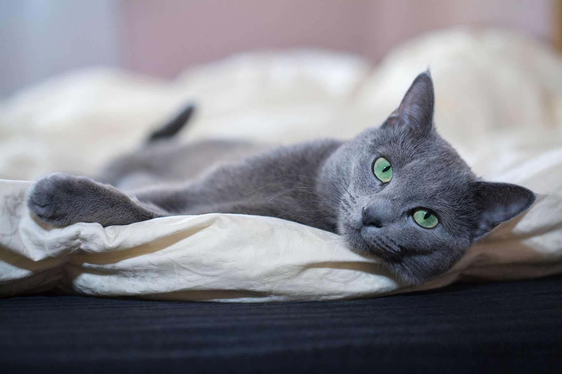 what breed of cat does not shed hair