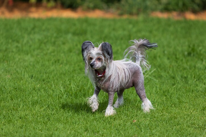 Best hypoallergenic dogs