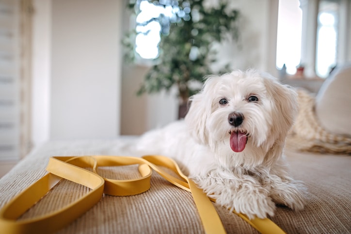 Best hypoallergenic dogs