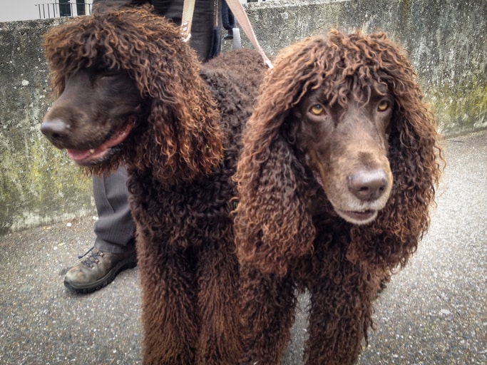 Best hypoallergenic dogs