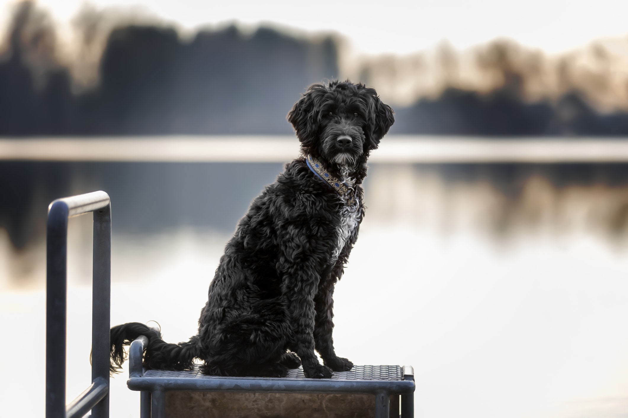 Best hypoallergenic dogs