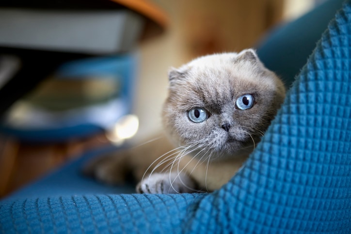 10 exotic cats: Everything you need to know about the ‘wildest’ cat breeds