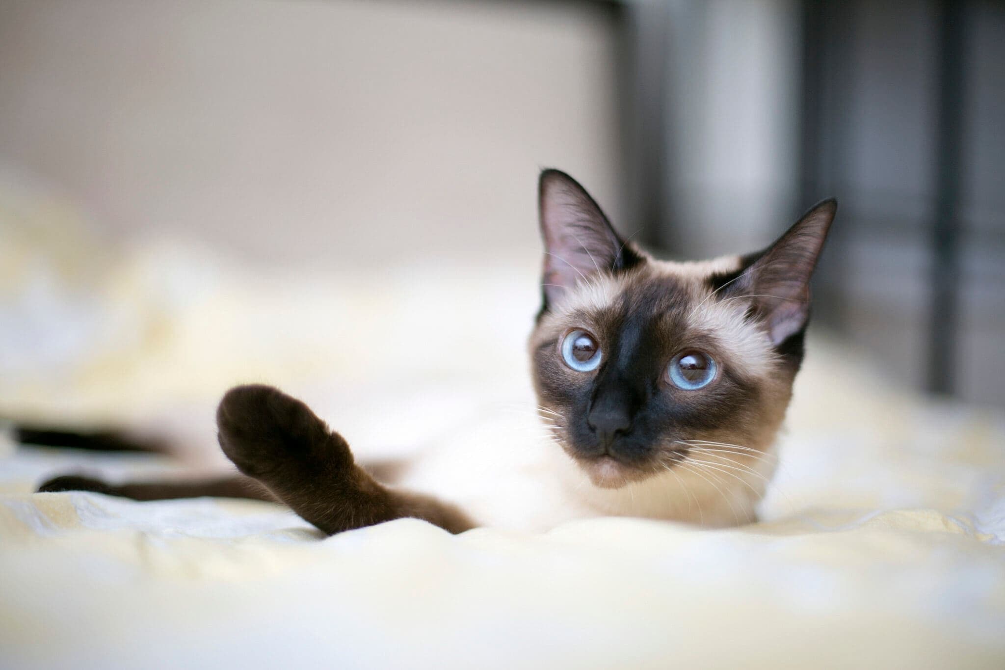 10 top nonshedding cat breeds Resources