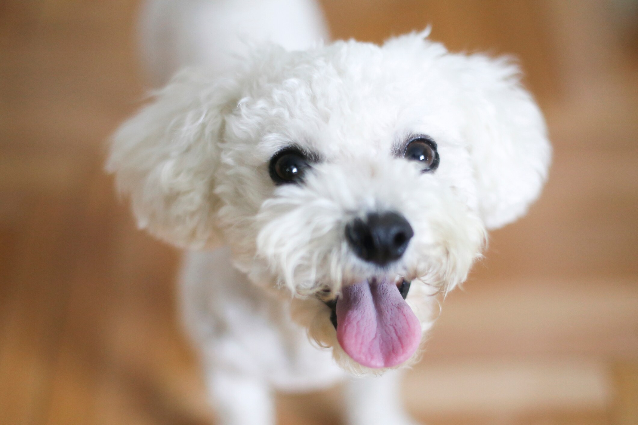 Best hypoallergenic dogs