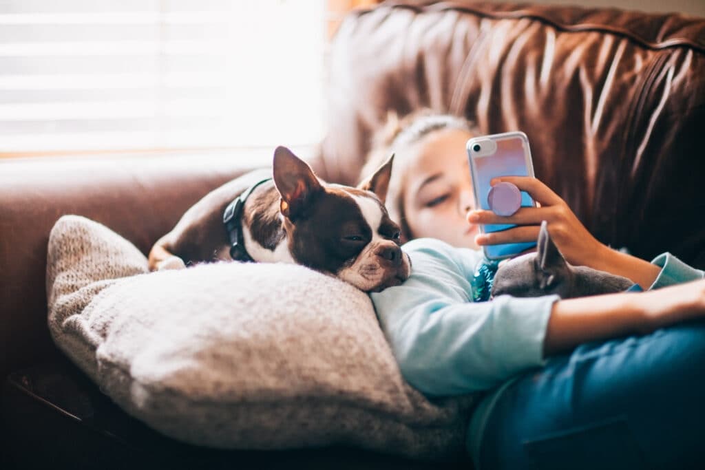 Boston terriers make great indoor pets.