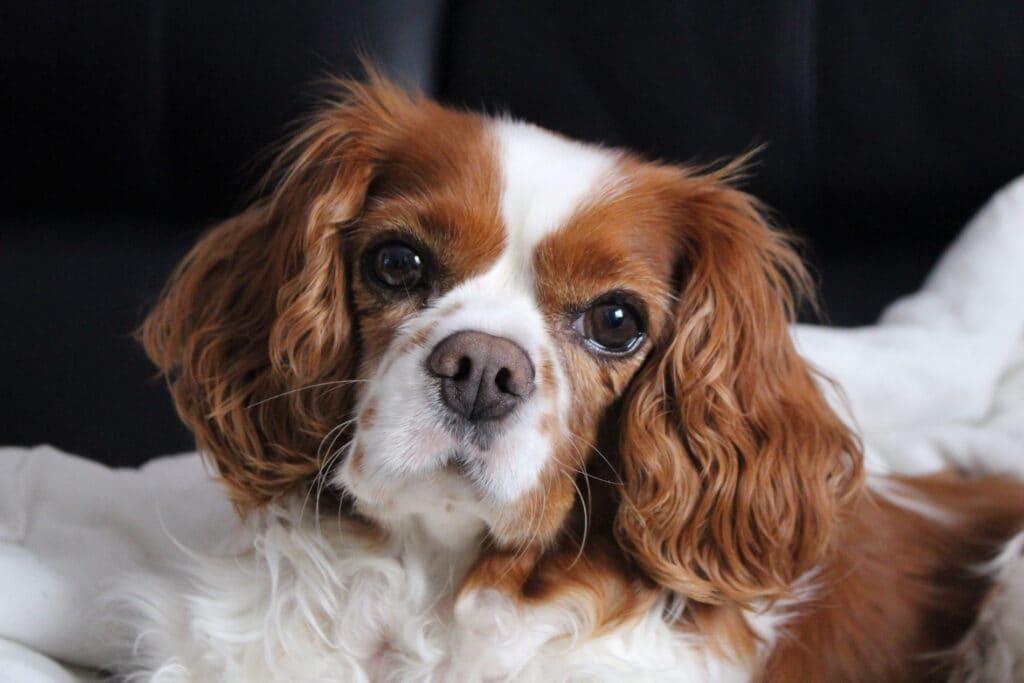 Cavalier king charles spaniels make great indoor pets.