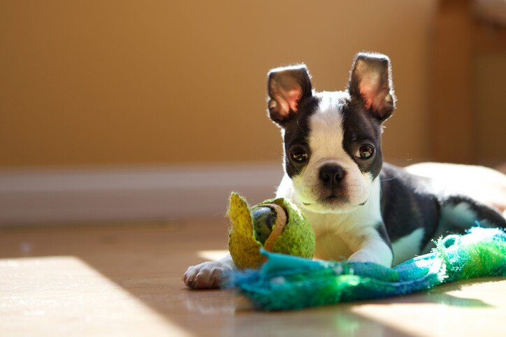 Top 10 Low-Maintenance Dogs