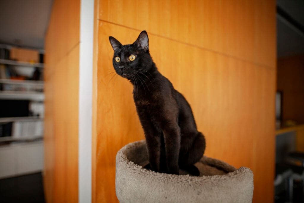 Attentive Bombay Black cat