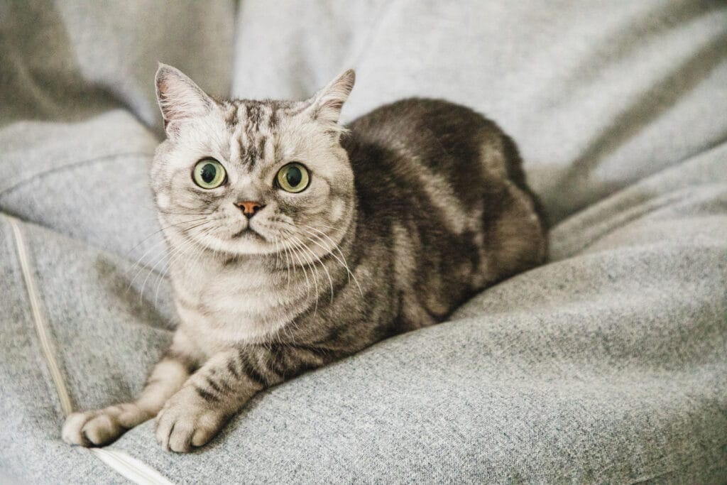 Cute American shorthair striped cat taking a nap at home