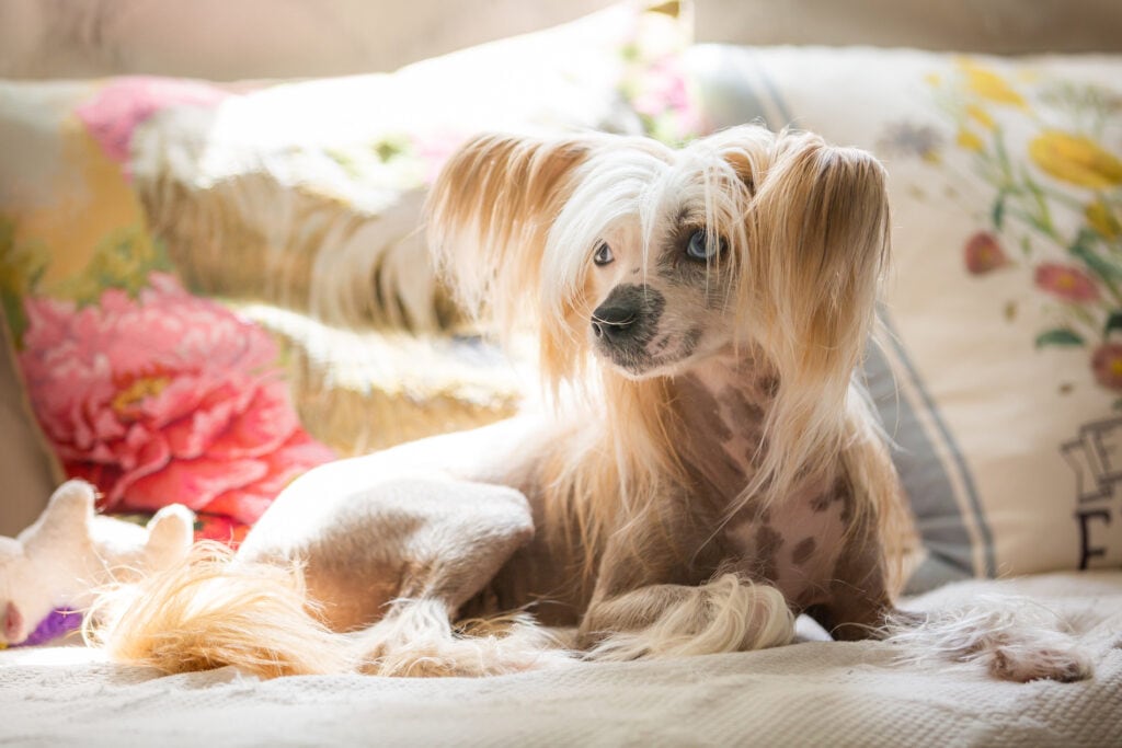 The Chinese Crested dog breed is so ugly it's absolutely adorable