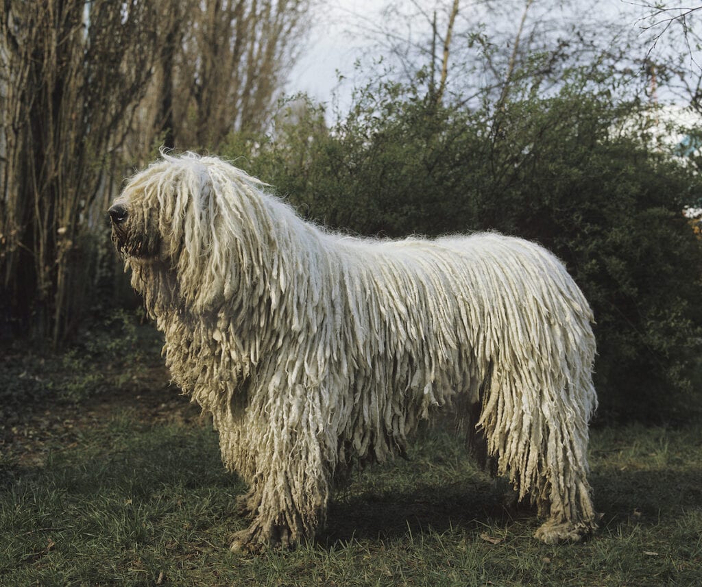 The Komondor dog breed is so ugly it's absolutely adorable