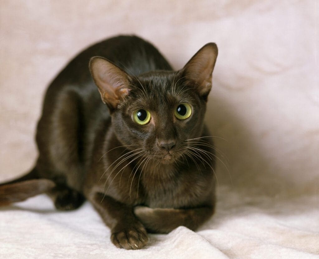 10 short-haired cat breeds - Care.com Resources