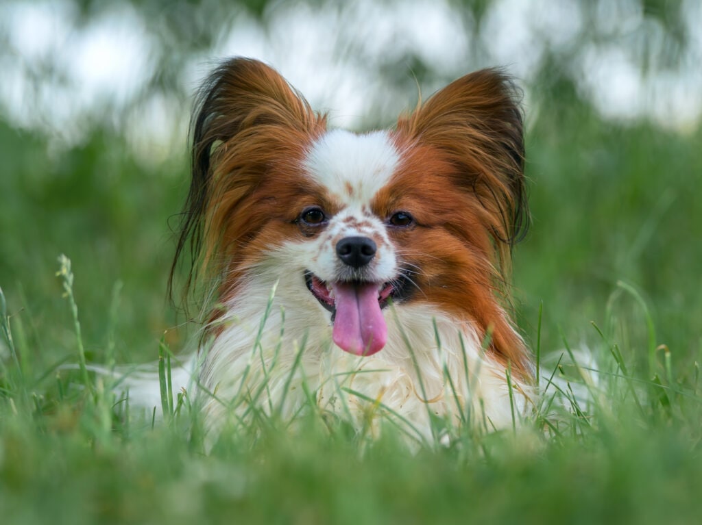 The Papillon dog breed is so ugly it's absolutely adorable 