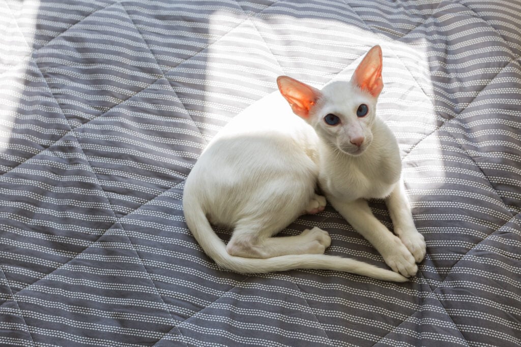 Oriental shorthair white cat with blue eyes sleeping in the sun