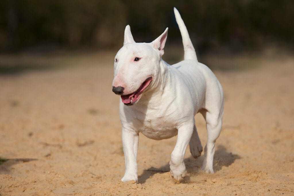 The Bull Terrier dog breed is so ugly it's absolutely adorable