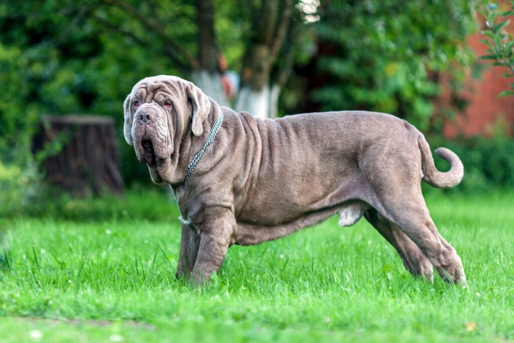 The Neapolitan Mastiff dog breed is so ugly it's absolutely adorable