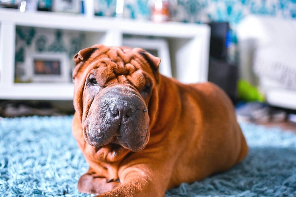 The Shar-pei dog breed is so ugly it's absolutely adorable