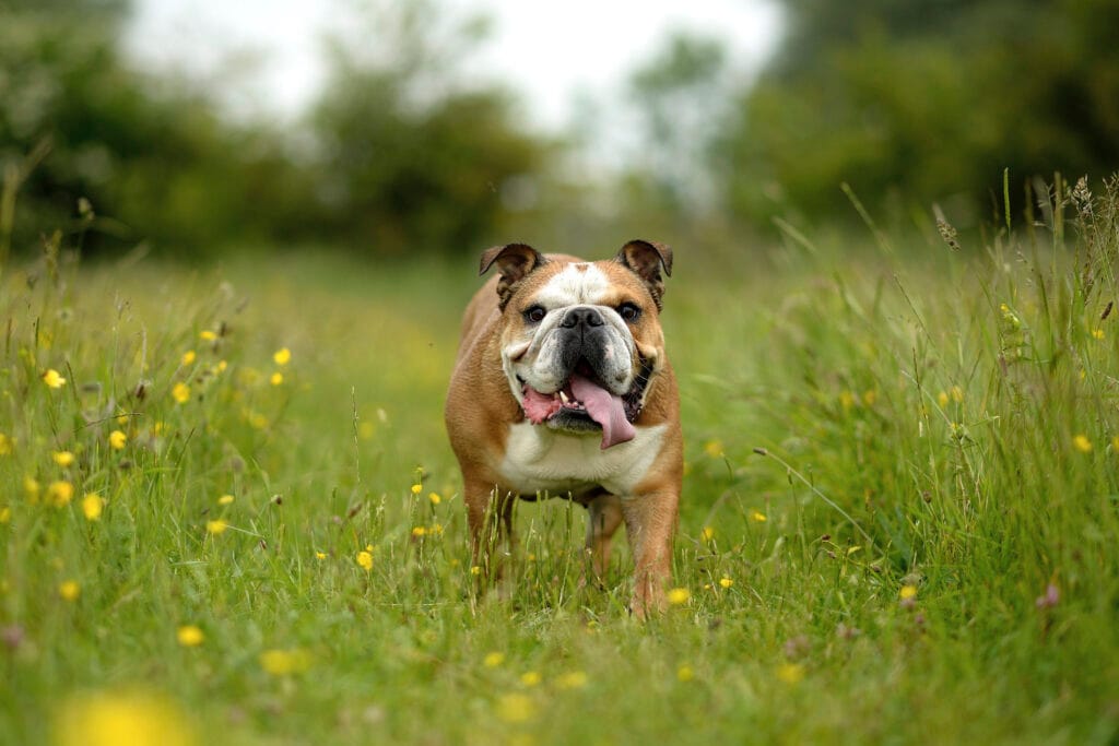 The Bull dog breed is so ugly it's absolutely adorable