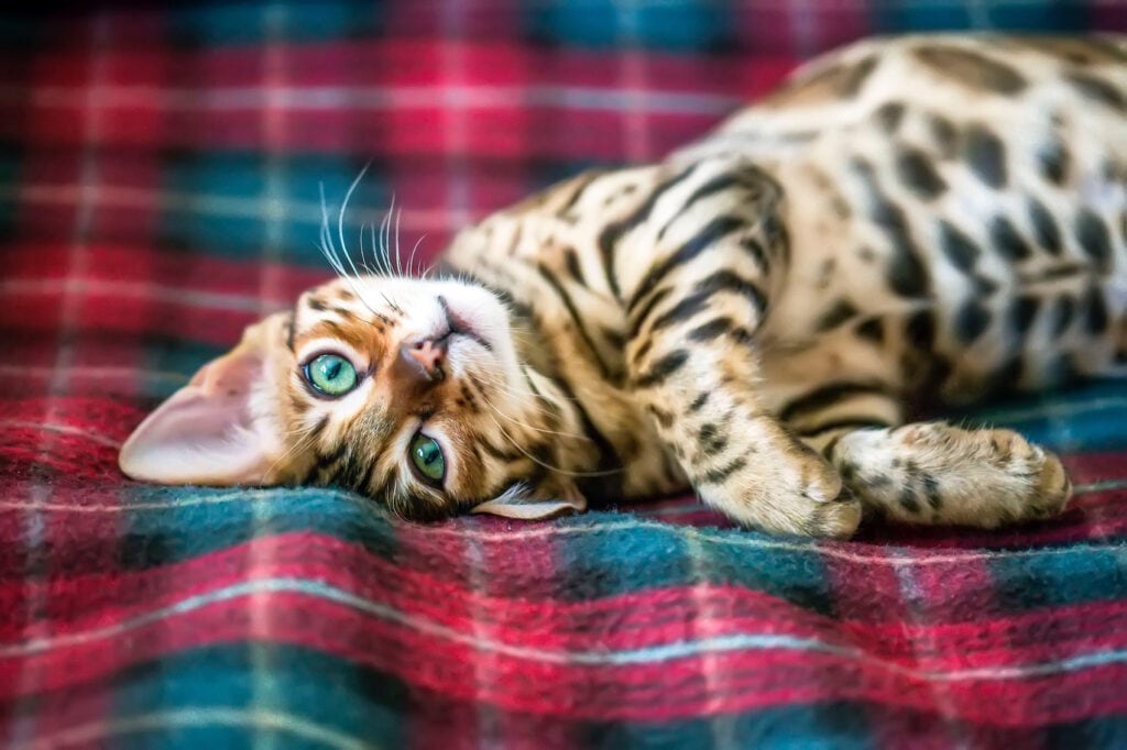 Close-Up Of Bengal Cat Lying On Blanket