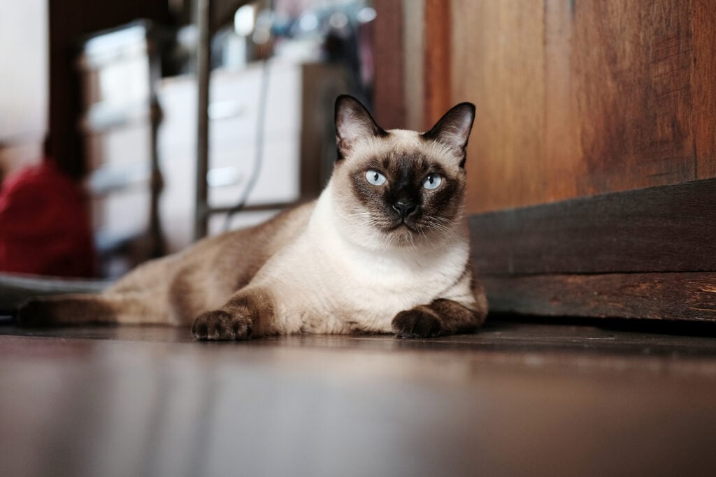 Siamese cat sitting on wooden floor at home