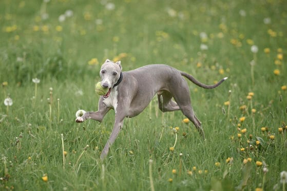 Fastest dog breeds