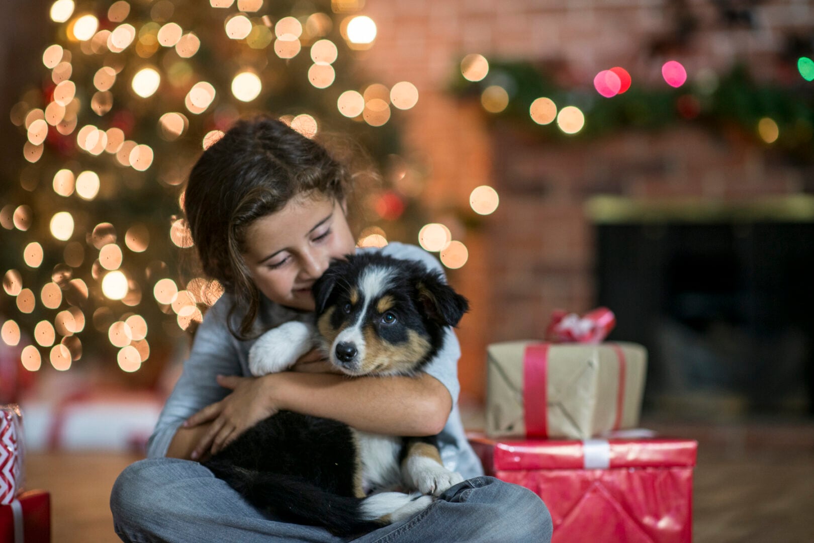 Considering gifting a pet? 6 steps to take first