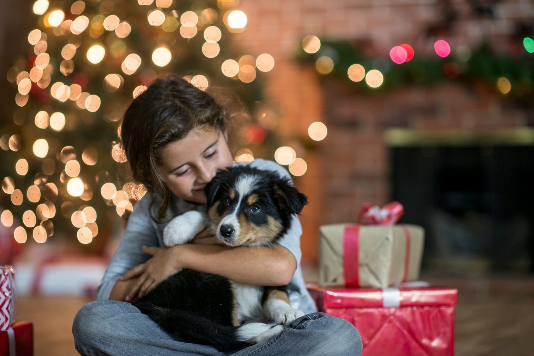 Giving a Puppy as a Gift: What you need to know about Christmas