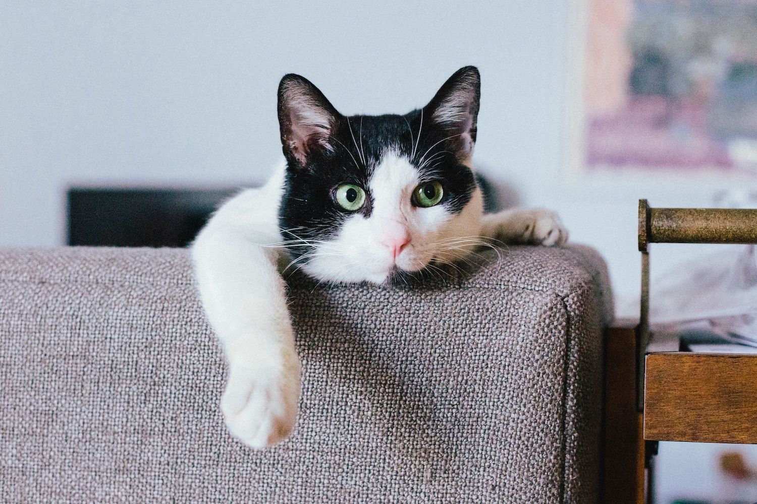 15 things cats teach us about life