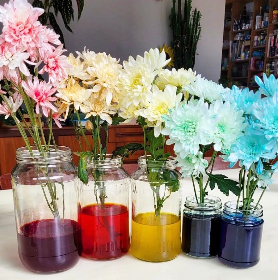 coloring flowers science experiment for kids