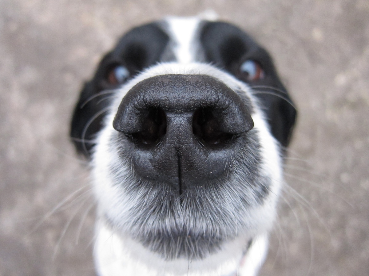 9 signs of an unhealthy dog nose