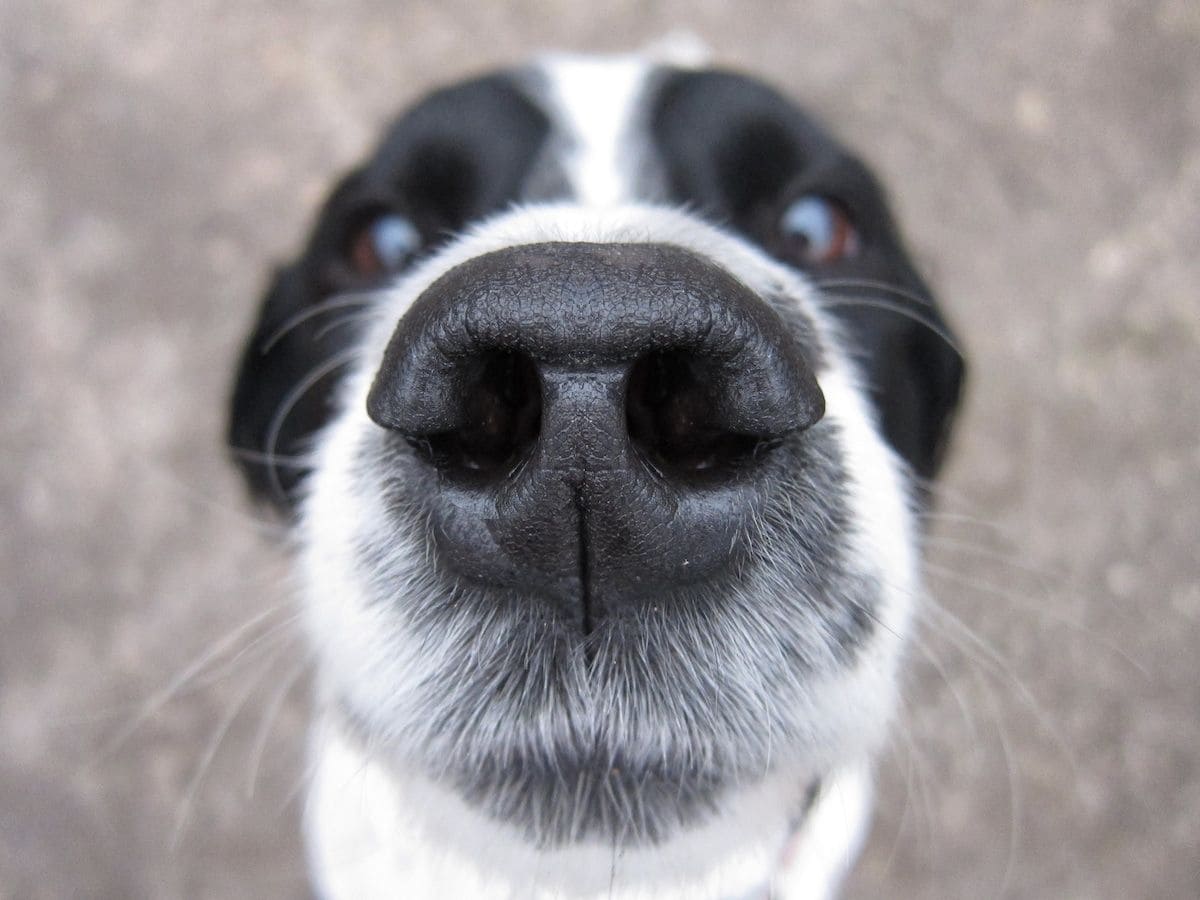 9 signs a dog’s nose may need attention