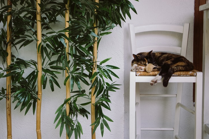 Common plants safe for cats