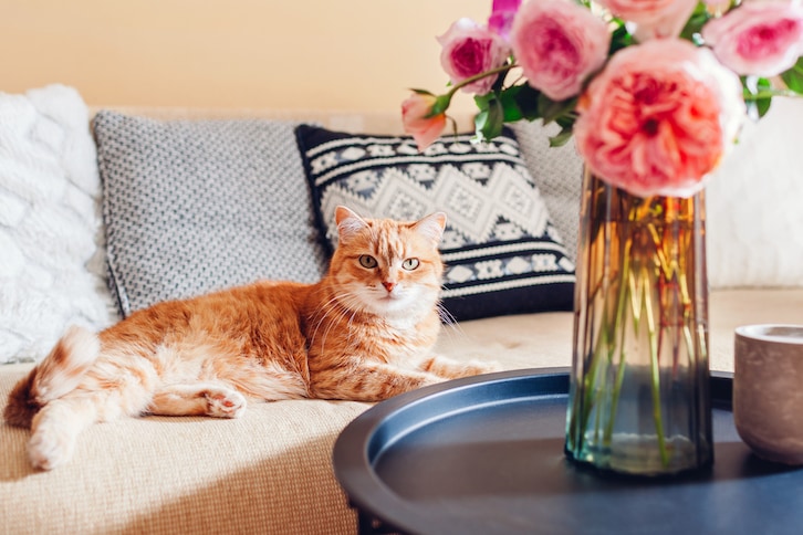 Common flowers safe for cats