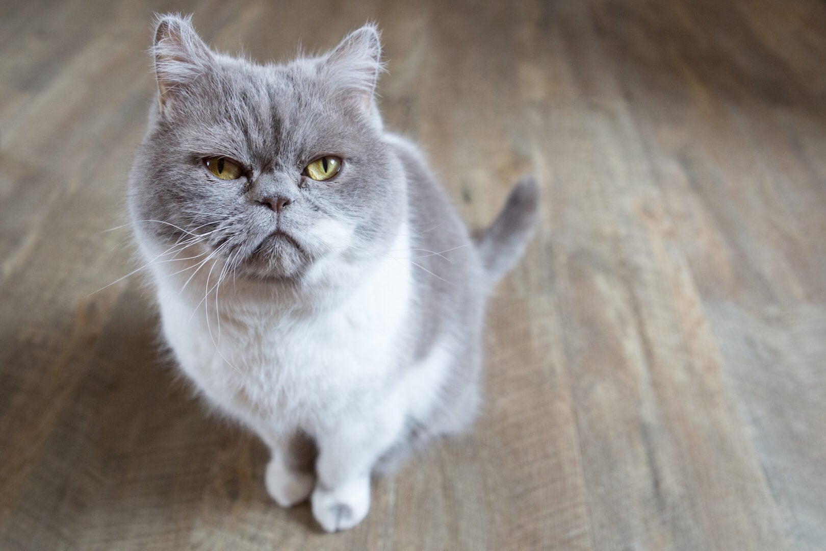 6 remedies for cat constipation