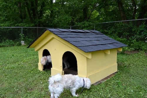 diy dog house plans