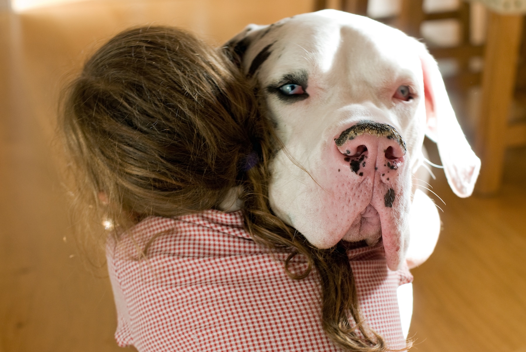 Girl hugging her Great Dane pet dog