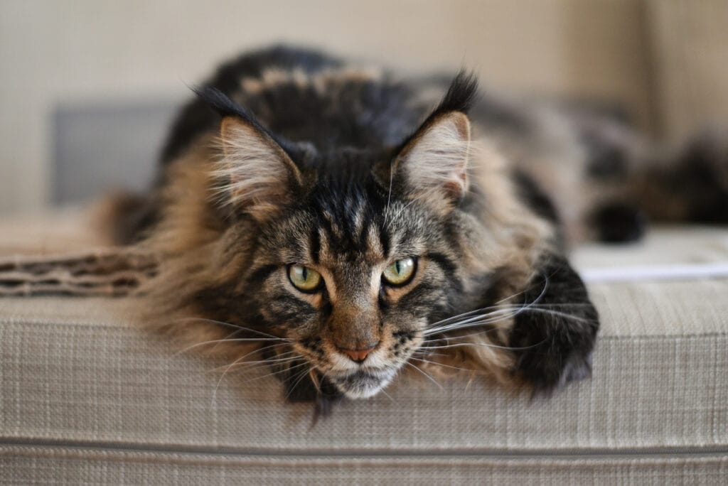 The Maine Coon cat is a fluffy cat breed.