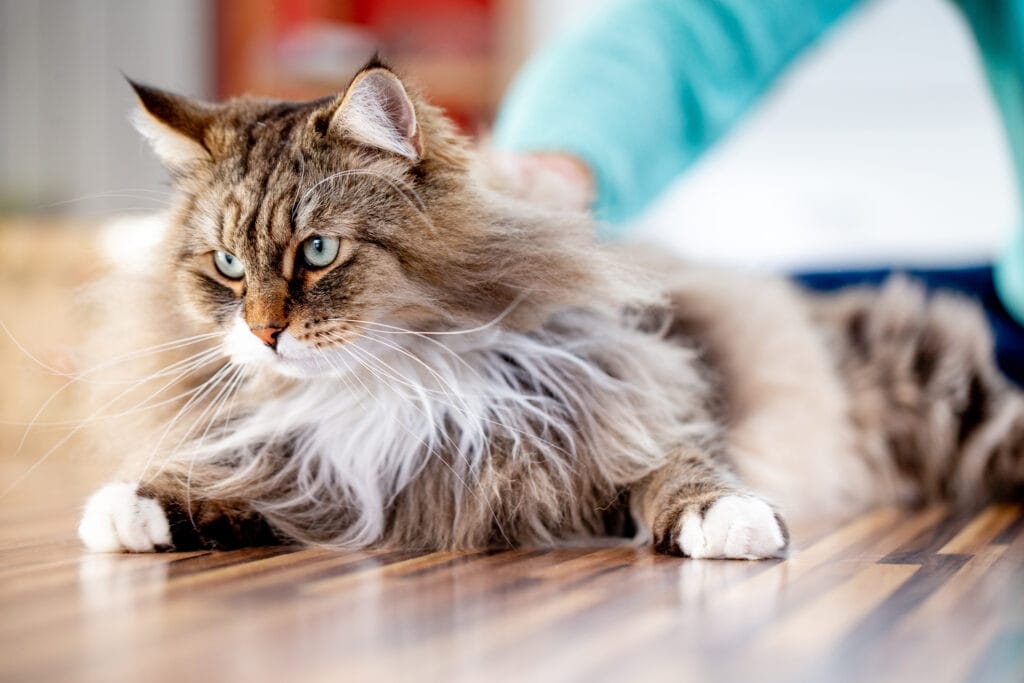 The Siberian cat is a fluffy cat breed.