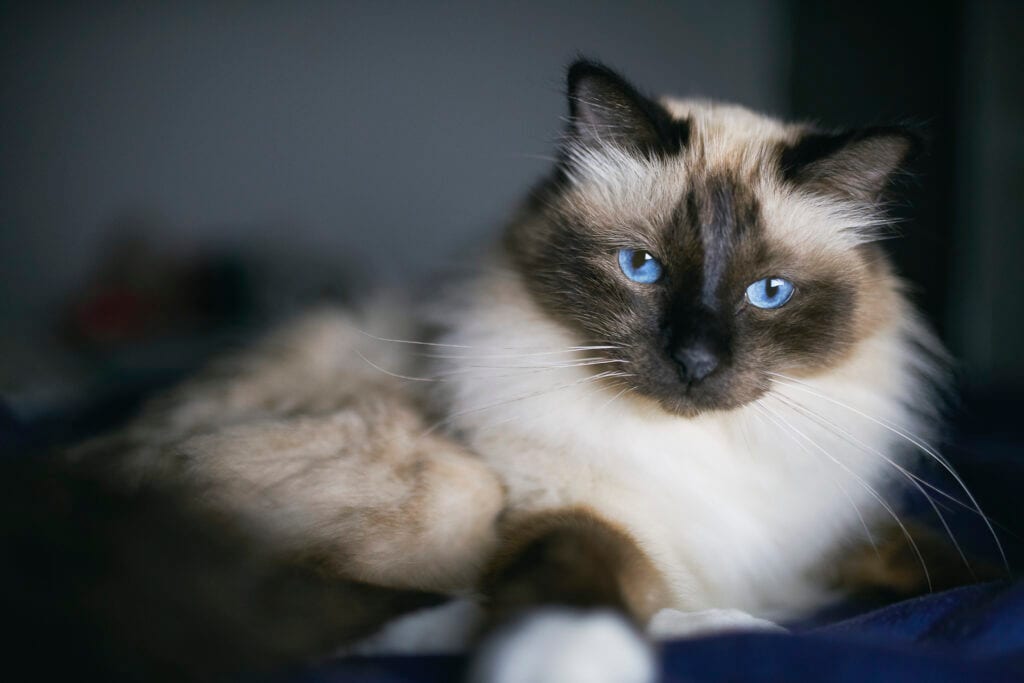 The Birman cat is a fluffy cat breed.