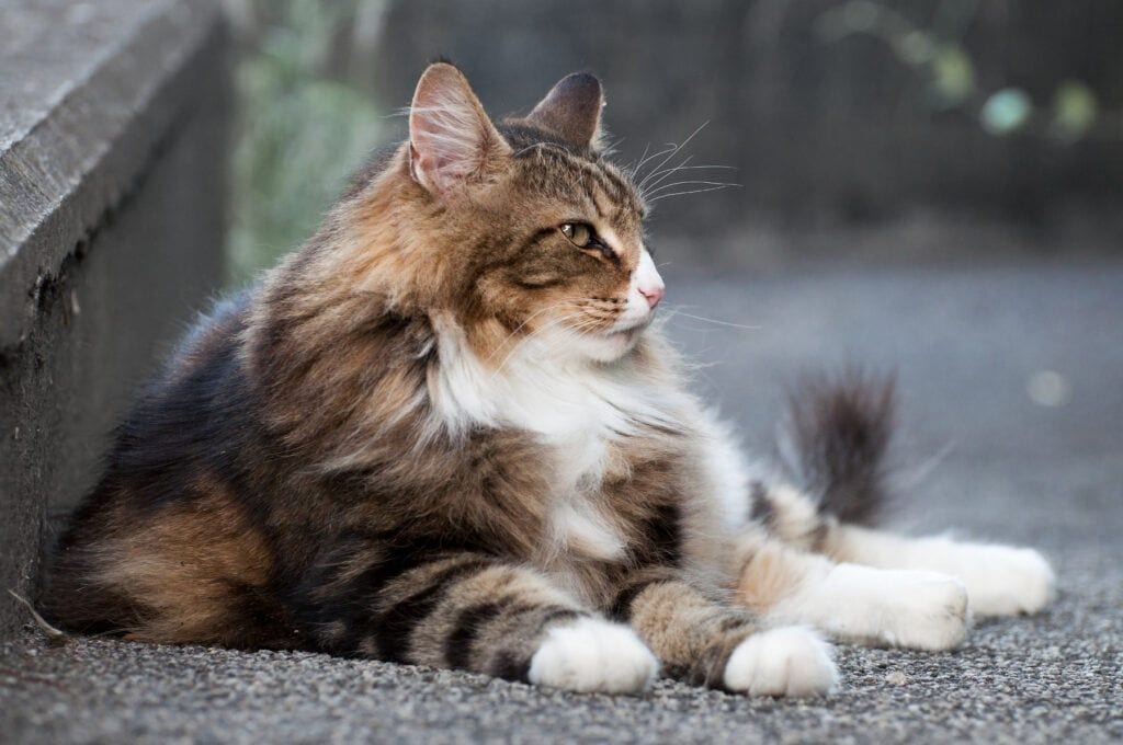 8 Fluffy Cat Breeds to Snuggle Up With