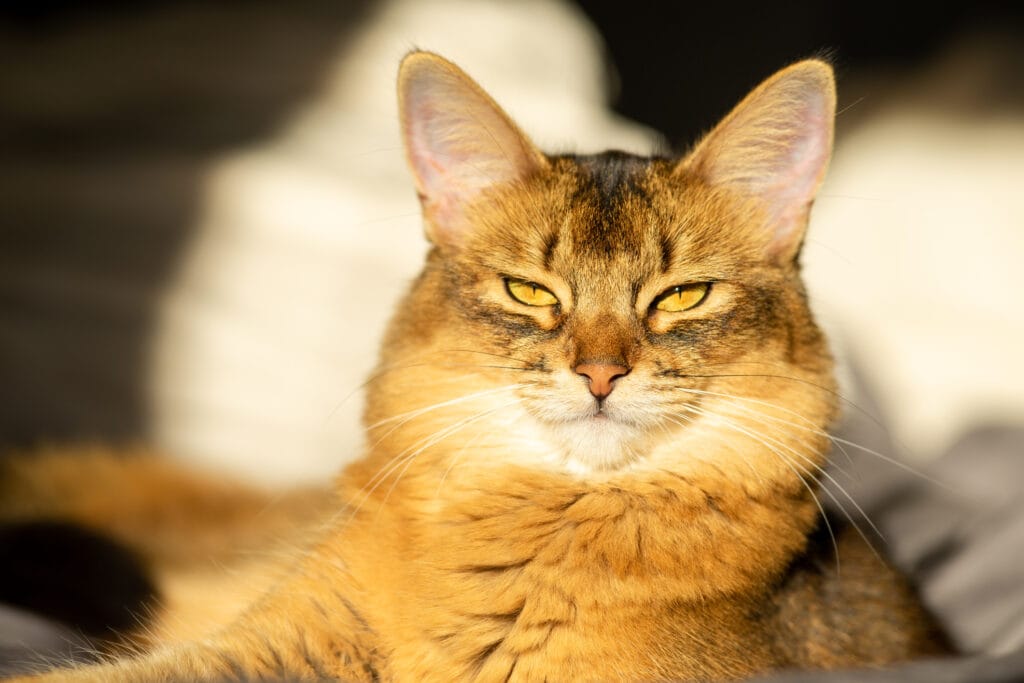 The Somali cat is a fluffier cat breed.