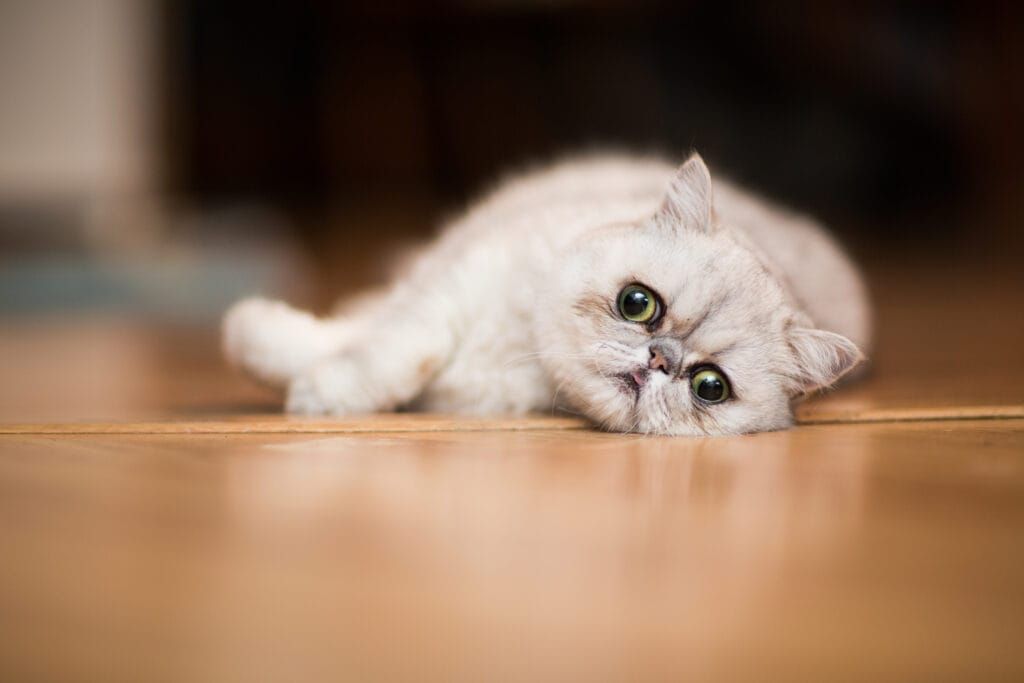 10 Fluffy Cat Breeds