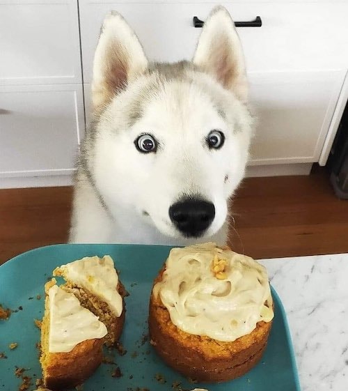 diy dog desserts