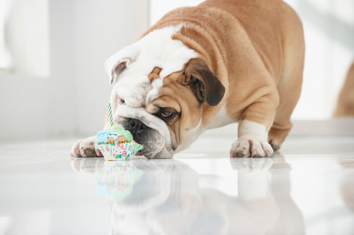 7 Instagram-worthy dog dessert recipes for birthdays and beyond