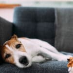 Yeast infections in dogs can make them feel itchy and uncomfortable