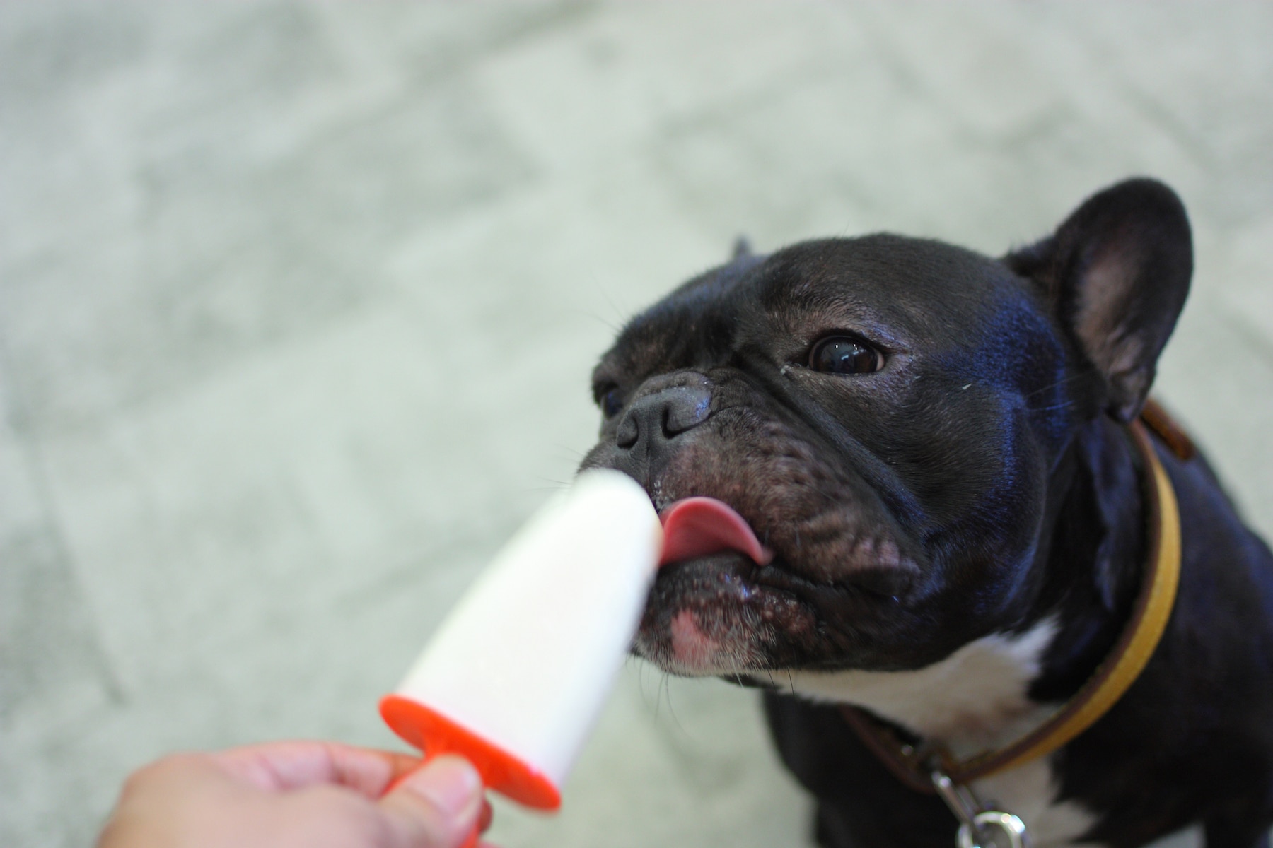 13 delicious dog ice cream recipes