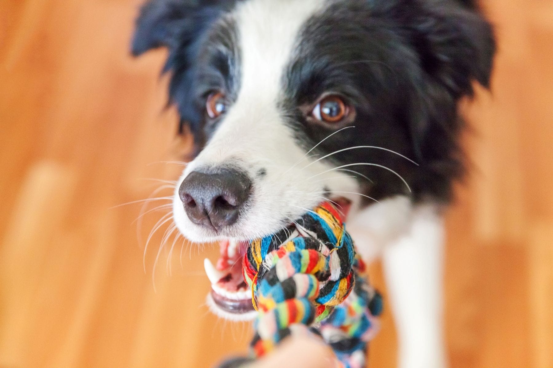 Check out these DIY dog toys you can make from things in your house